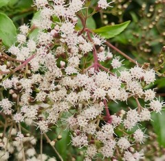 Eupatorium ligustrinum