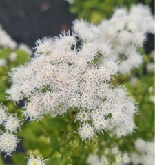 Eupatorium rugosum Lucky Melody