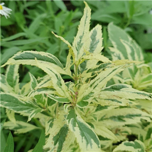 Eupatorium Pink Elegans