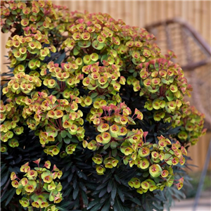 Euphorbia Blackbird