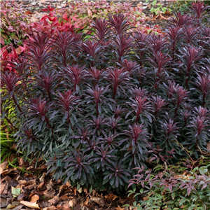 Euphorbia Miners Merlot