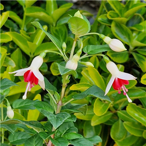 Fuchsia (Hardy) Galadriel