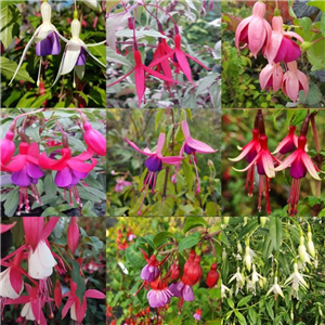 Hardy Fuchsia collection 6x2L