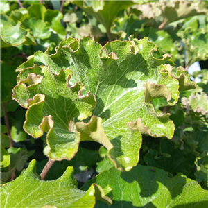 Farfugium japonicum Wavy Gravy