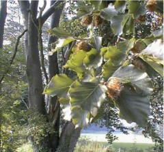 Fagus sylvatica