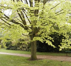 Fagus sylvatica