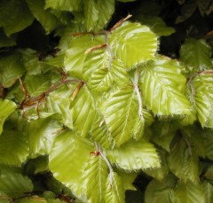 Fagus sylvatica