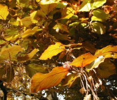 Fagus sylvatica