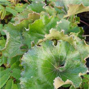 Farfugium japonicum Crispatum