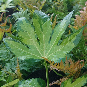 Fatsia japonica Camouflage