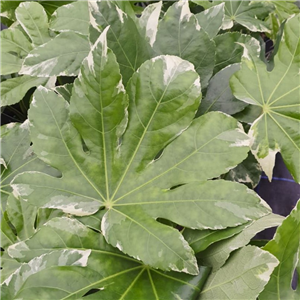 Fatsia japonica Variegata