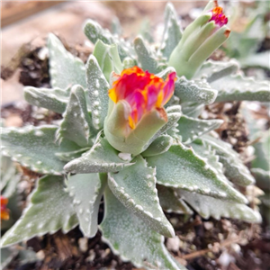 Faucaria tuberculosa