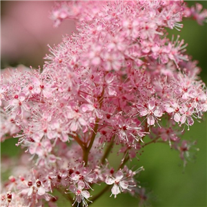 Filipendula purpurea Elegans