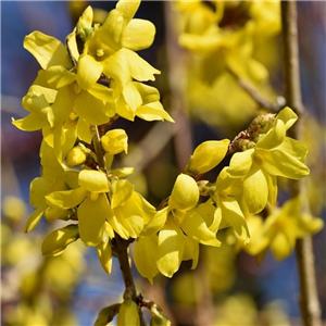 Forsythia intermedia Paulina