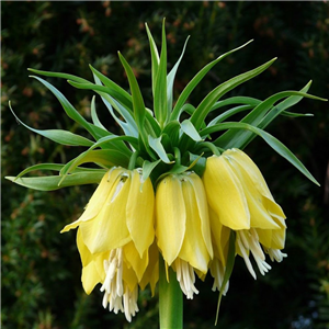 Fritillaria imperialis Lutea