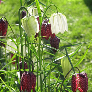 Fritillaria meleagris mixed. Loose per 10 bulbs.