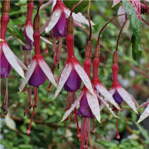 Hardy Fuchsia with exquisite small pendulous pink and magenta flower