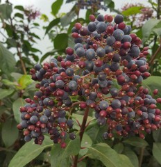 Fuchsia arborescens