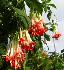 Fuchsia boliviana Alba