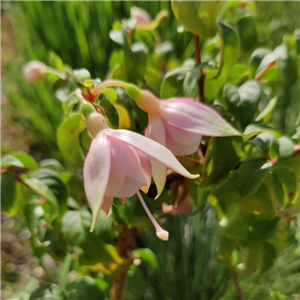 Fuchsia Carla Johnson