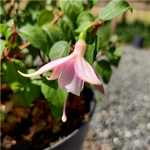 Fuchsia Carla Johnson