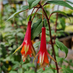 Fuchsia Cotta Christmas Tree