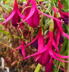 Fuchsia (Hardy) Delicate Purple