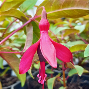 Fuchsia Dying Embers