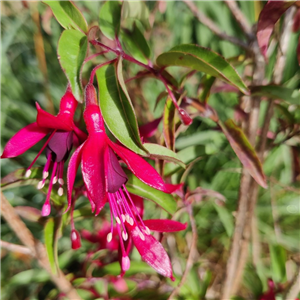 Fuchsia Dying Embers