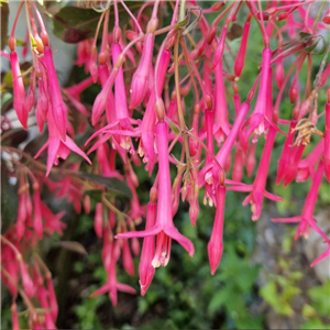 Fuchsia Eruption