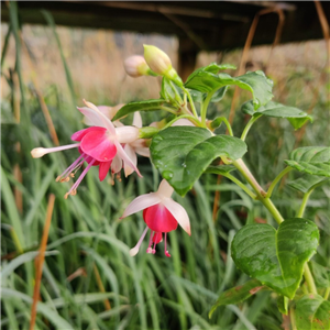 Fuchsia (Hardy) Galadriel