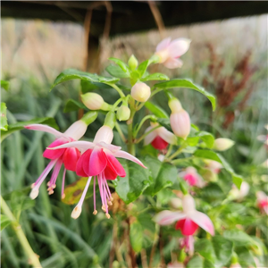 Fuchsia (Hardy) Galadriel