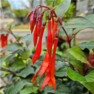 Fuchsia (Bush) Insulinde