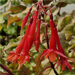 Fuchsia (Bush) Insulinde