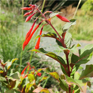 Fuchsia (Bush) Insulinde