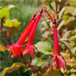 Fuchsia (Bush) Insulinde