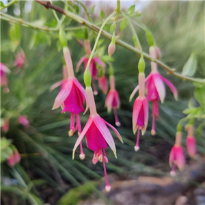 Fuchsia Jaspers Duimelot