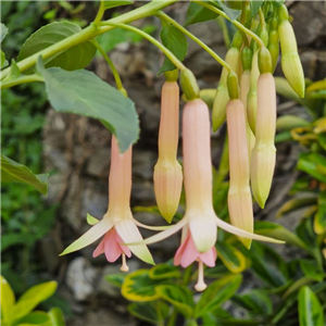 Fuchsia Jaspers Lightning