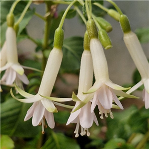 Fuchsia Jaspers Lightning