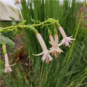 Fuchsia Jaspers Lightning