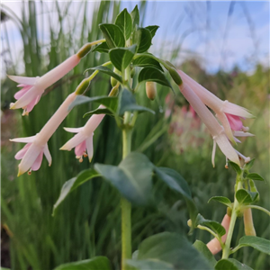 Fuchsia Jaspers Unbelievable