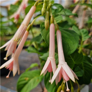 Fuchsia Jaspers Unbelievable