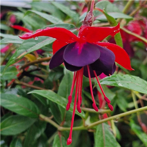 Fuchsia (Climbing) Lady Boothby