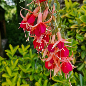 Fuchsia Laura