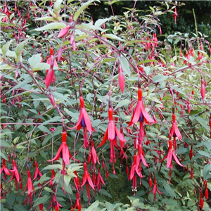 Fuchsia (Hardy) magellanica Ricartonii