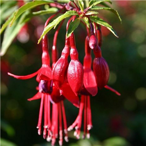 Fuchsia microphylla David