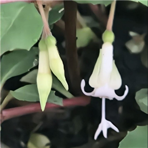 Fuchsia microphylla ssp. hidalgensis