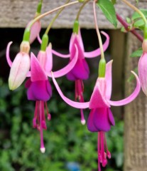 Fuchsia Millfield Echo