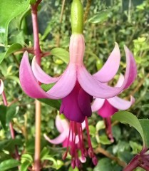 Fuchsia Millfield Echo