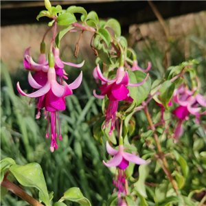 Fuchsia Millfield Echo